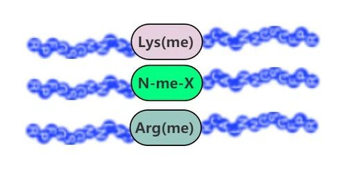 Methylated Peptide